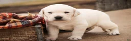 Labrador Retriever dogs for sale: Sheldon - Ad 6