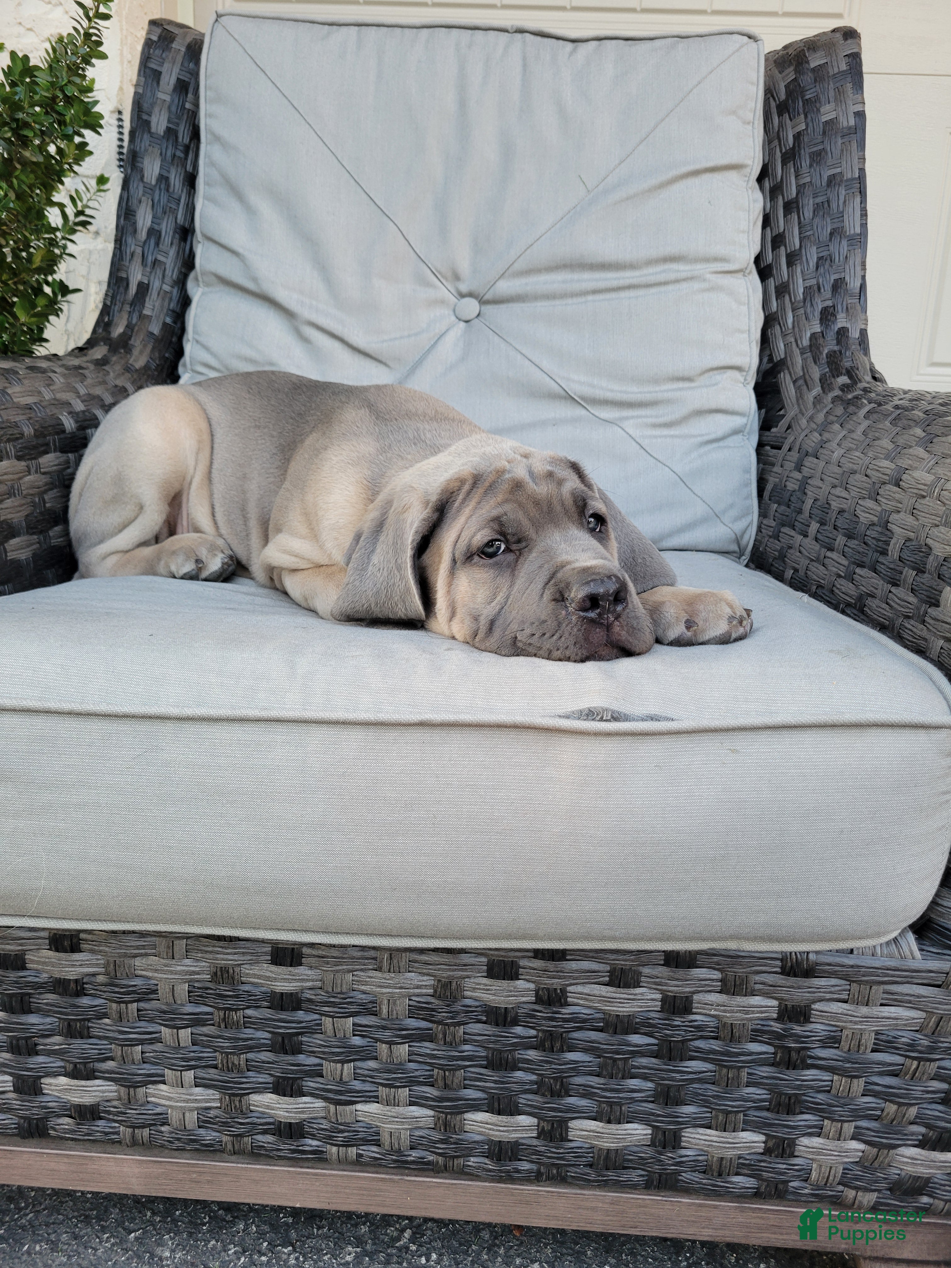 Cane Corso dogs Valor - Ad 2
