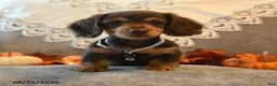 Dachshund dogs for sale: Prancer - Ad 4
