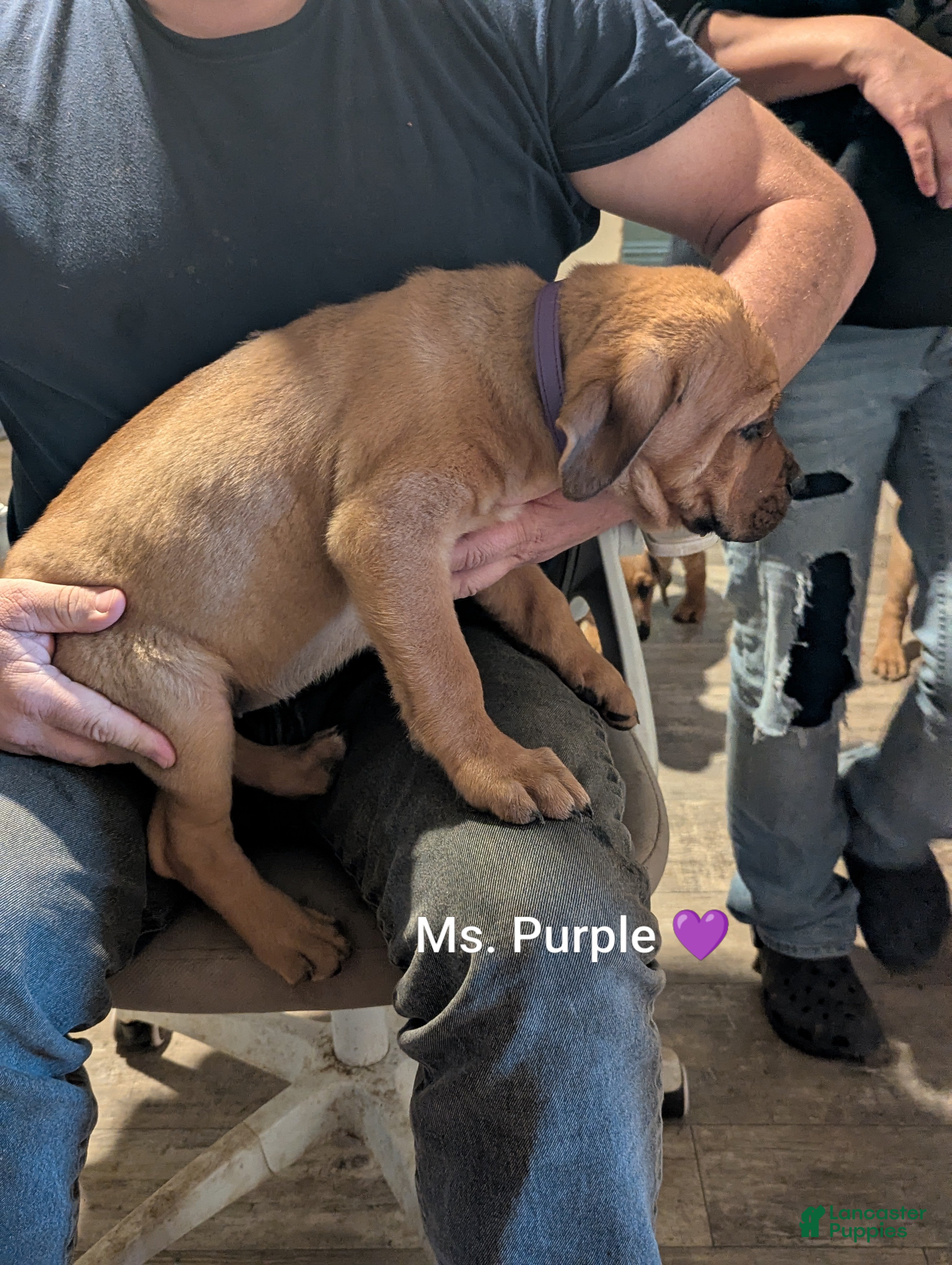 Mixed Breed dogs Ms. Purple - Ad 2