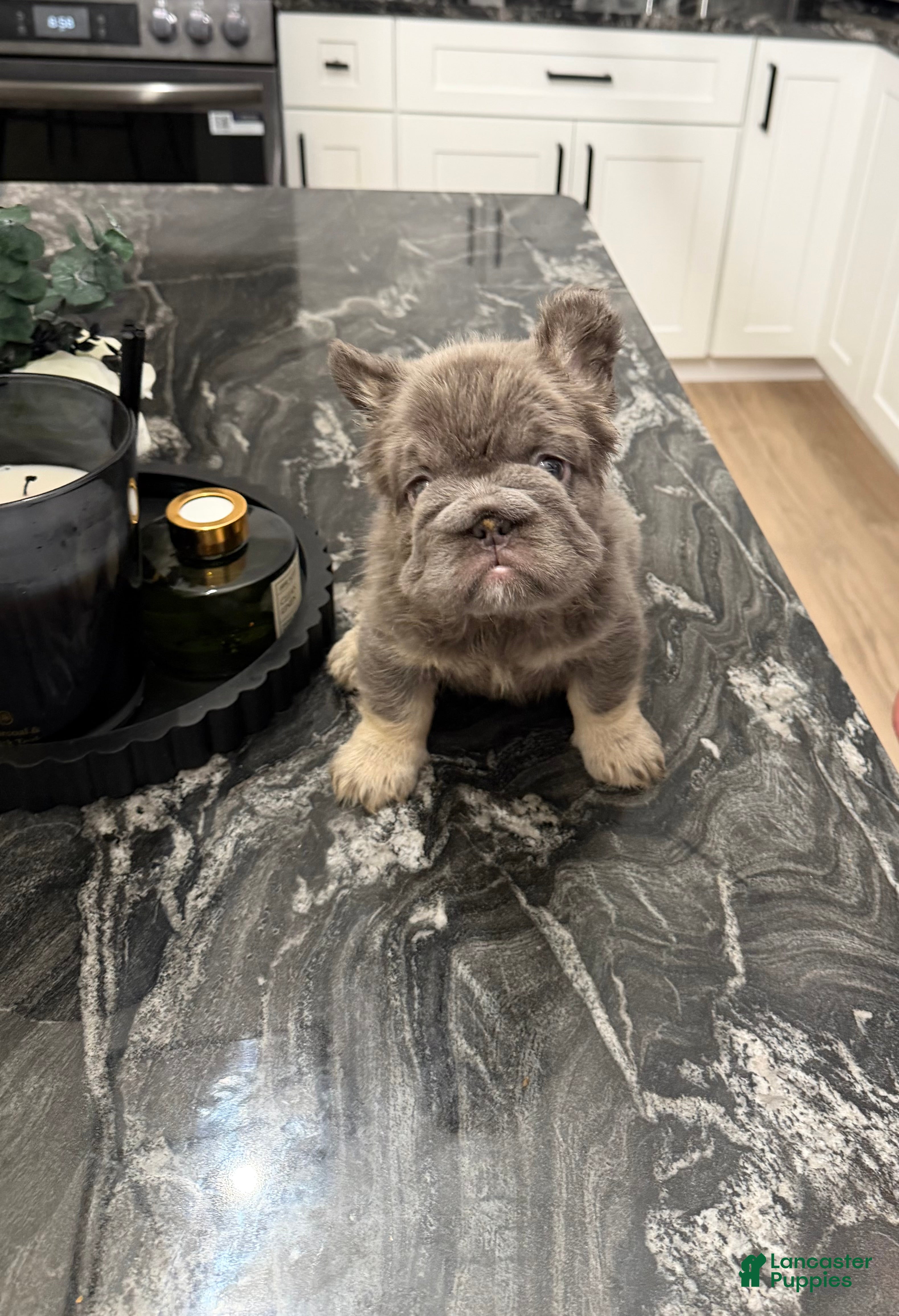 French Bulldog dogs Blueberry  - Ad 1
