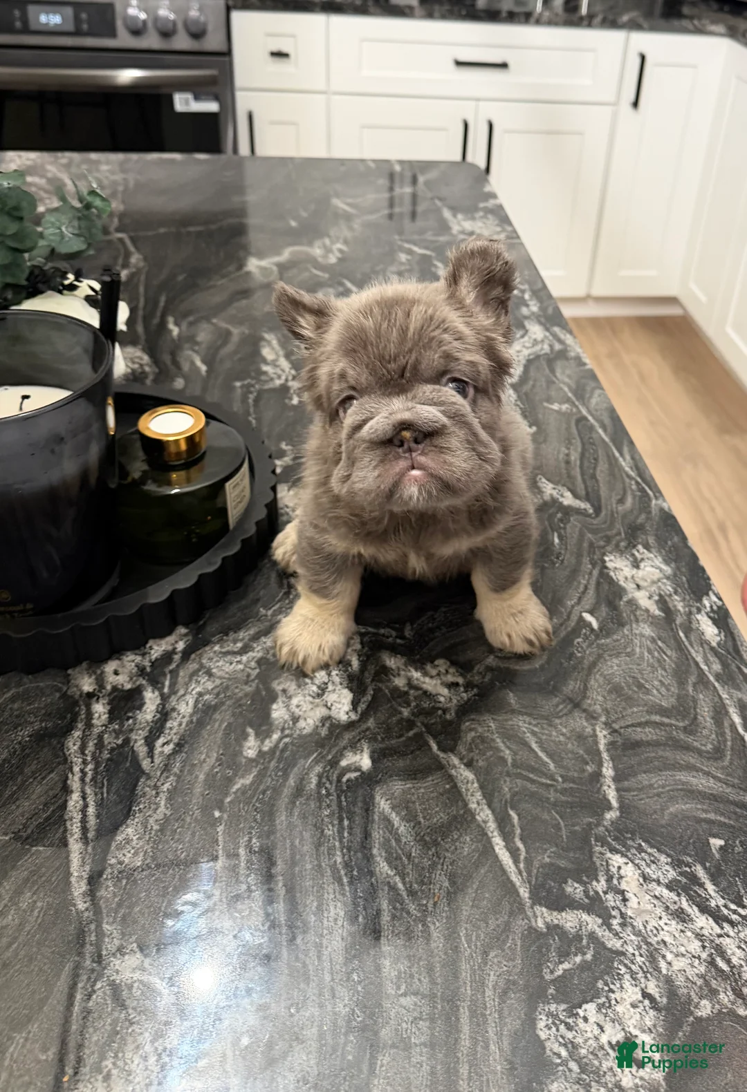 French Bulldog dogs for sale: Blueberry  - Ad 1