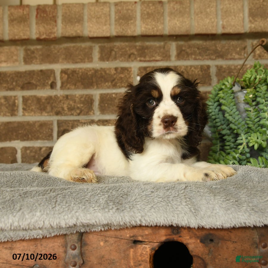 English Cocker Spaniel dogs Jack  - Ad 2