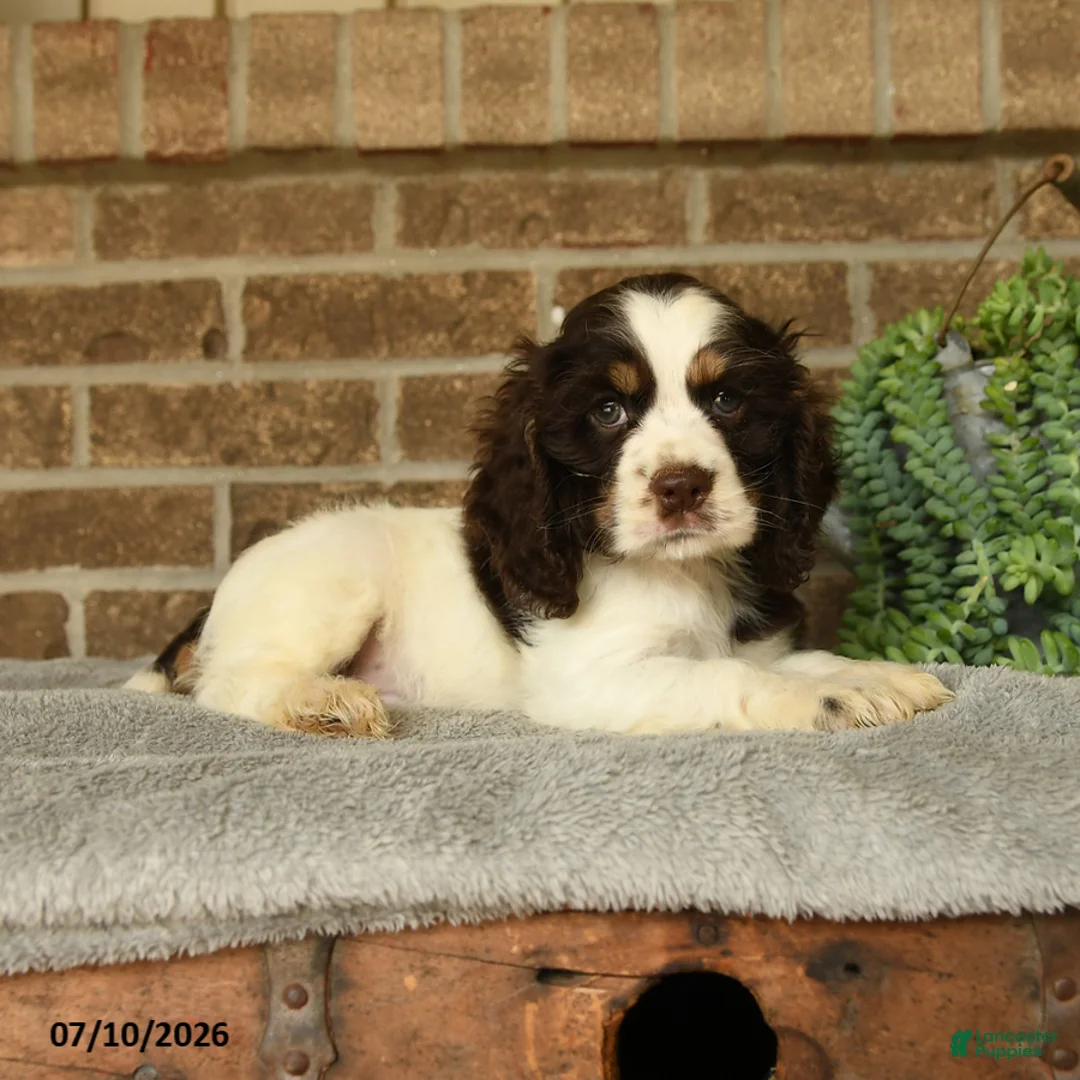 English Cocker Spaniel dogs for sale: Jack  - Ad 2