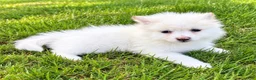 Pomeranian dogs for sale: Pomeranian  - Ad 8