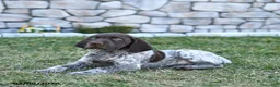 German Shorthaired Pointer dogs for sale: Kody - Ad 4