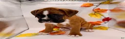 Boxer dogs for sale:  Ethan - Ad 4