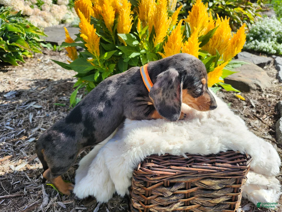 Miniature Dachshund dogs for sale: Remy  - Ad 2