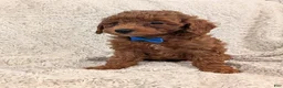 Miniature Poodle dogs for sale: Brody - Ad 5