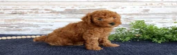 Toy Poodle dogs for sale: Ryder - Ad 2