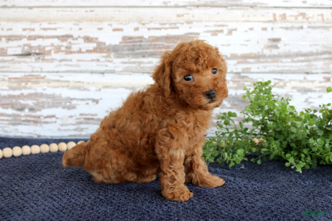 Toy Poodle dogs for sale: Ryder - Ad 2
