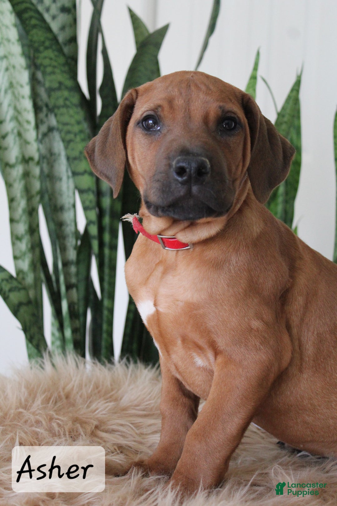 Rhodesian Ridgeback dogs for sale: Rhodesian Ridgeback Puppy 2 - Ad 1