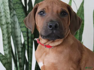 Rhodesian Ridgeback dogs Rhodesian Ridgeback Puppy 2 - Ad 10