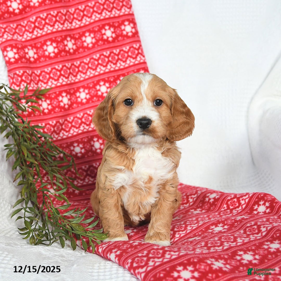 Cockapoo dogs for sale: Otter - Ad 5