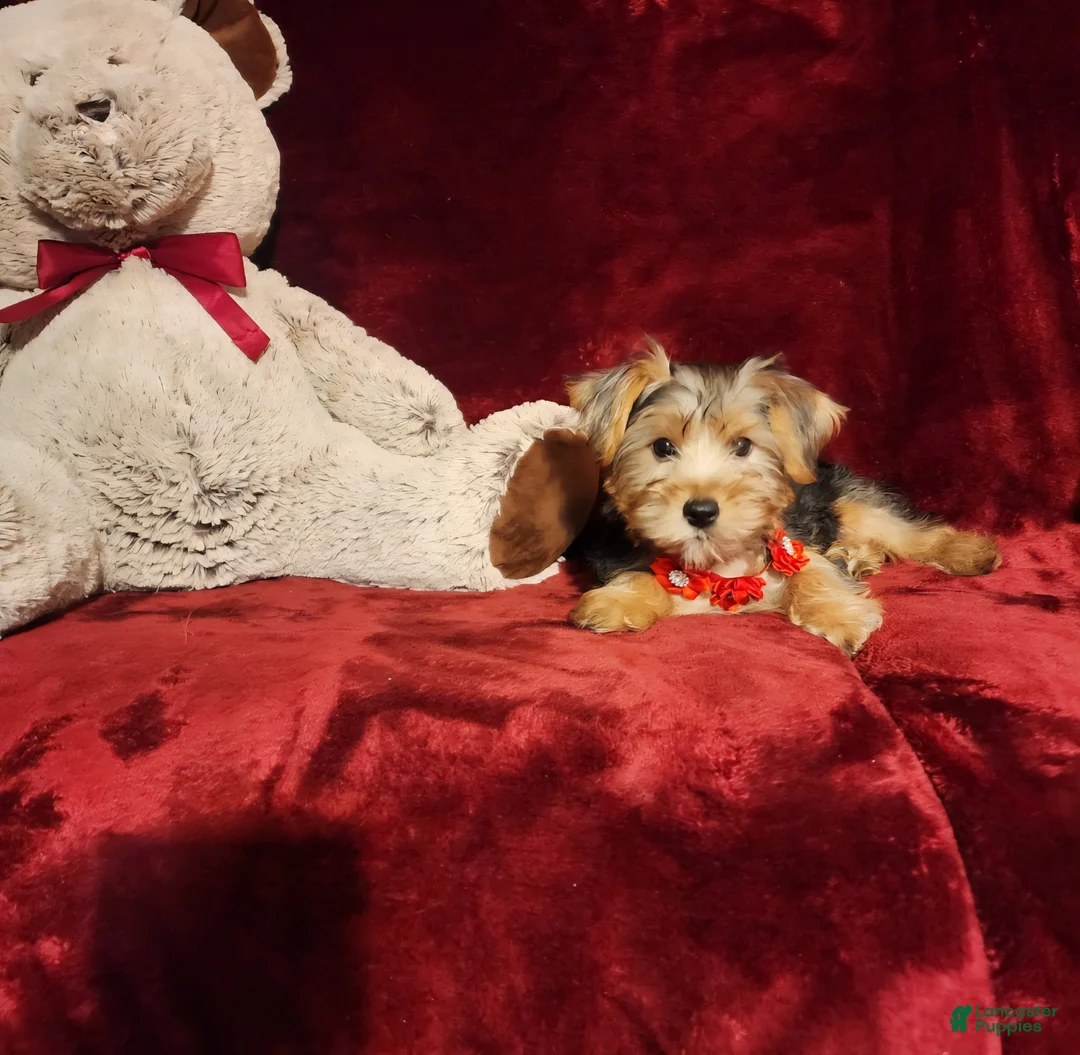 Yorkshire Terrier dogs for sale: WINSTON - Ad 10