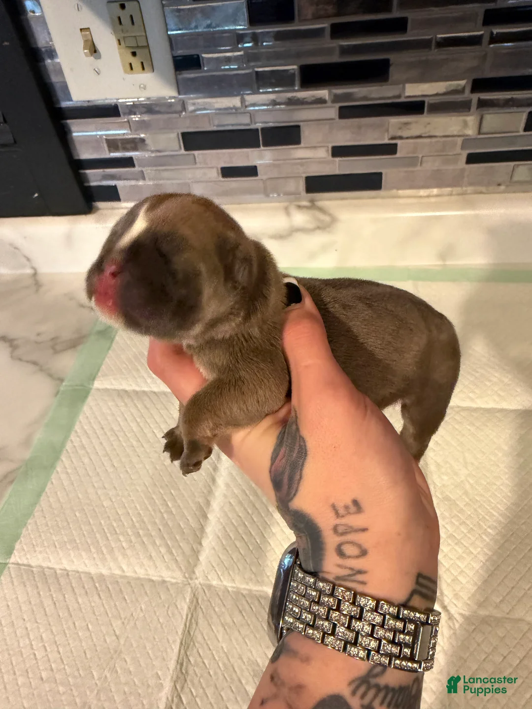 English Bulldog dogs for sale: Blue fawn female  - Ad 2
