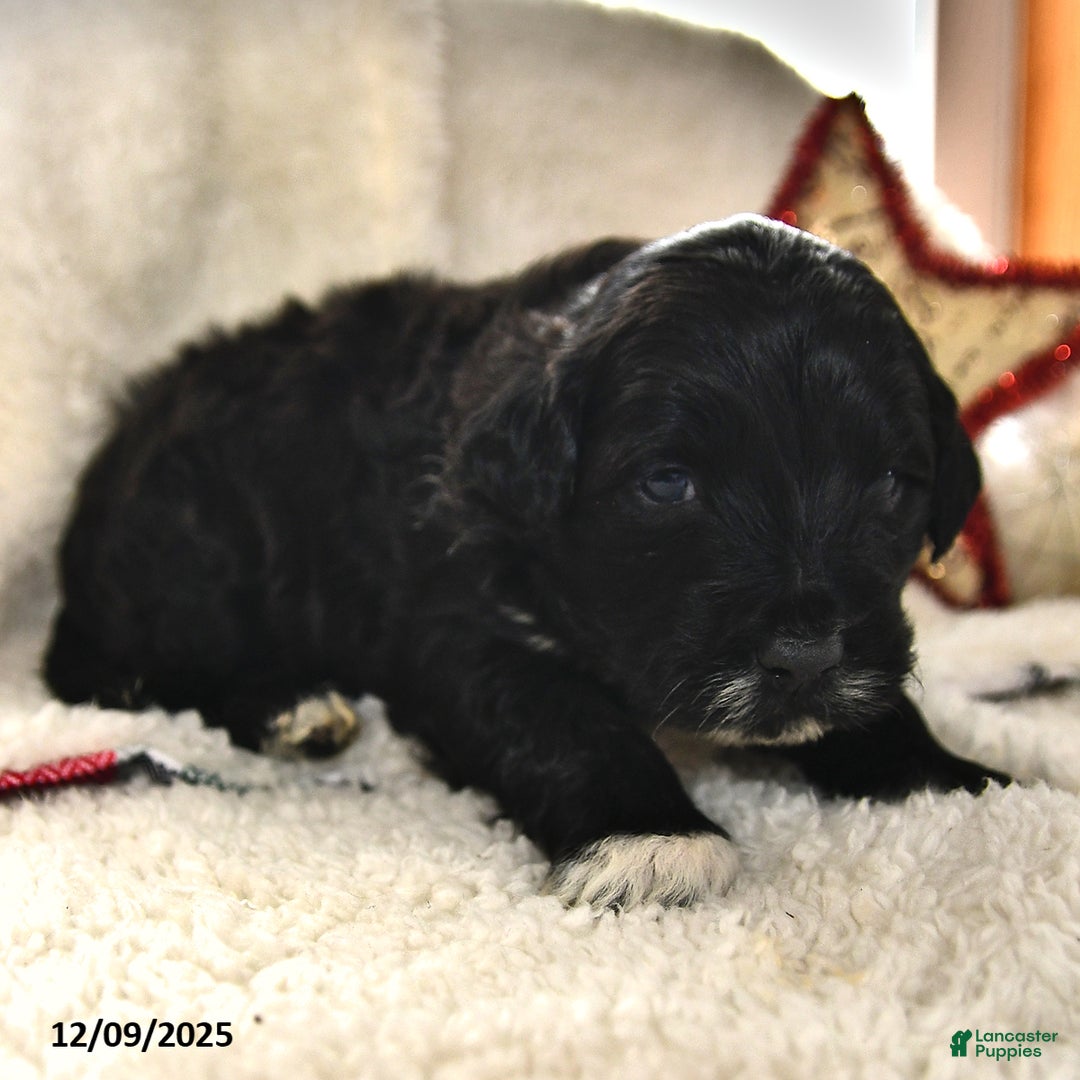 Portuguese Water Dog dogs for sale: Denny - Ad 2