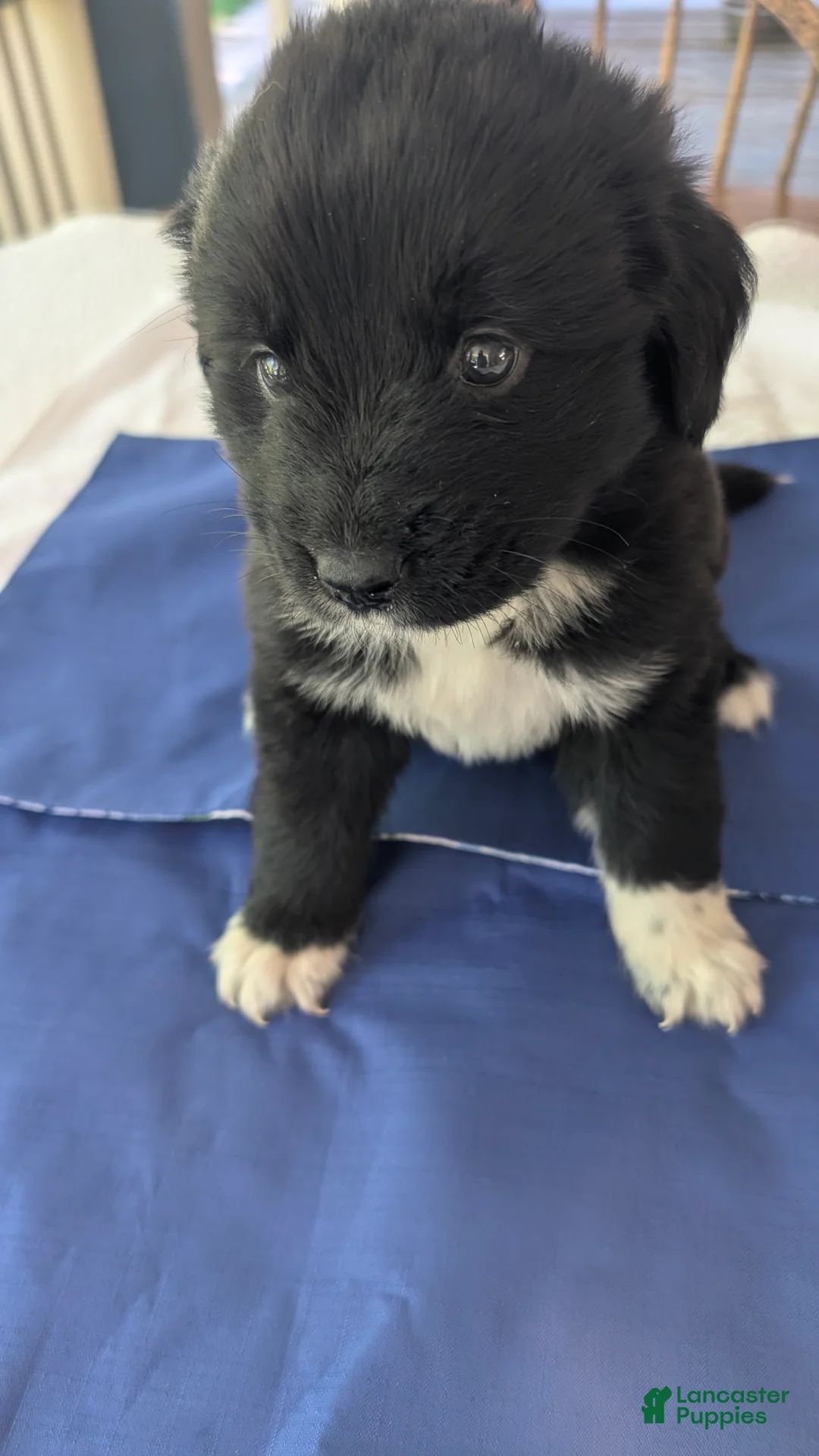 Newfoundland dogs for sale: Newfoundland Puppy 4 - Ad 2