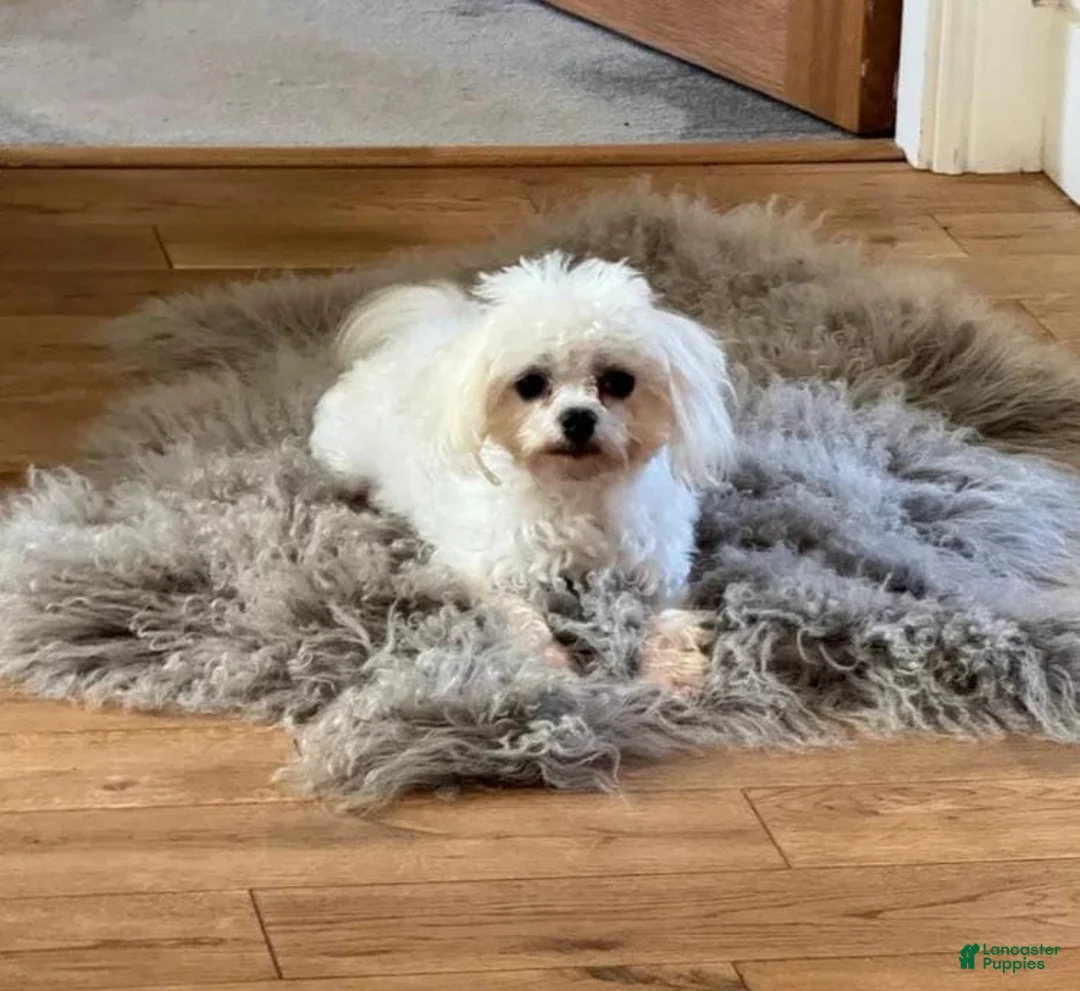 Maltipoo dogs for sale: Simon - Ad 11