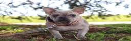 French Bulldog dogs for sale: Eden - Ad 16