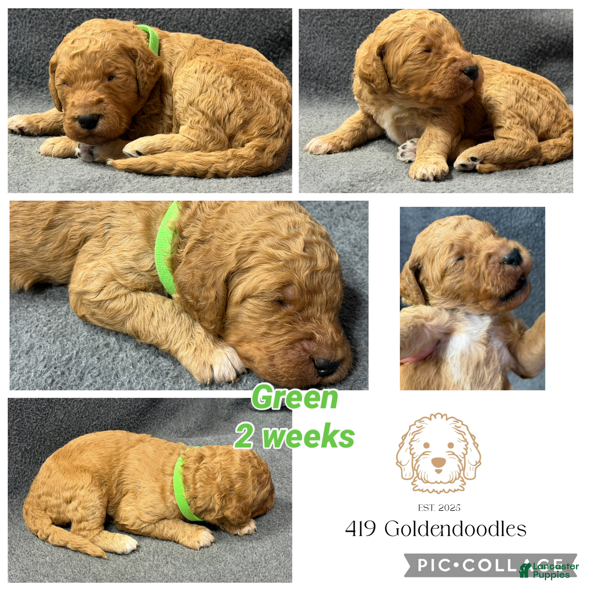 Goldendoodle dogs for sale: Green - Goldendoodle Puppy 3 - Ad 1