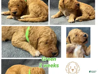 Goldendoodle dogs for sale: Green - Goldendoodle Puppy 3 - Ad 1