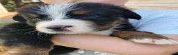 Bernese Mountain Dog dogs for sale: Aurora - Ad 4