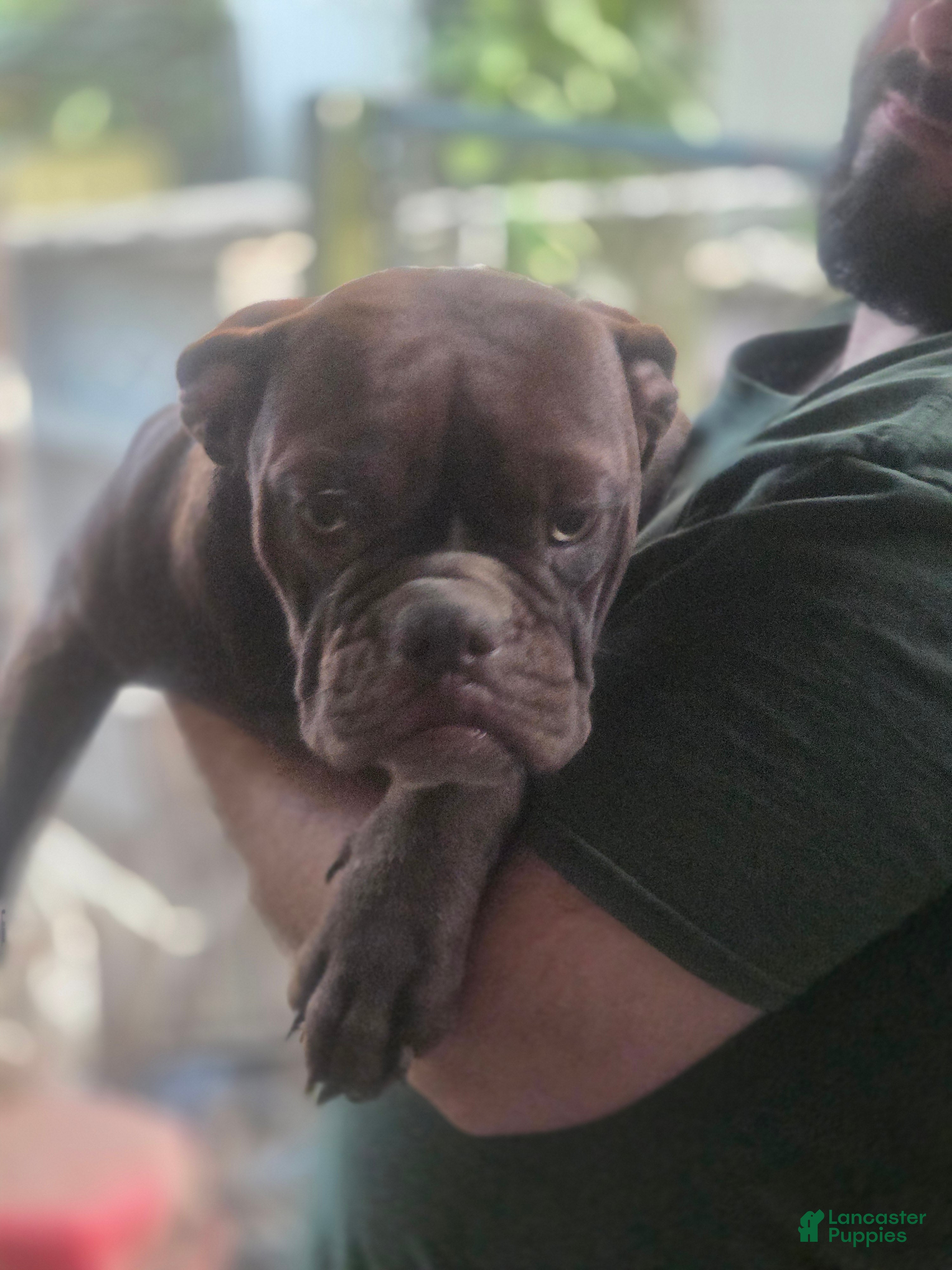 Alapaha Blue Blood Bulldog Puppies for sale Lancaster Puppies