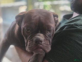 Alapaha Blue Blood Bulldog dogs Puppy 2 - Ad 4