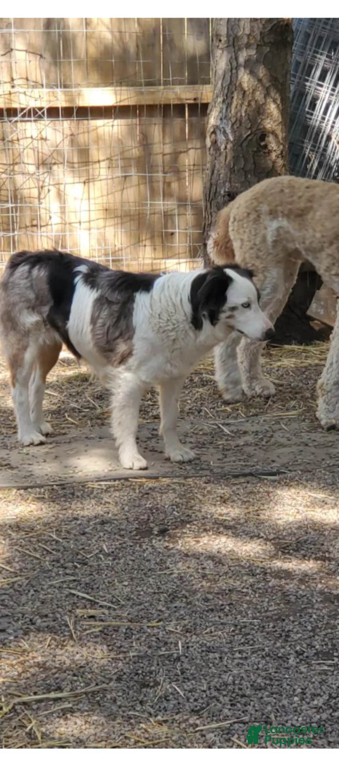 Mixed Breed dogs for sale: Mixed Breed Puppy 3 - Ad 2