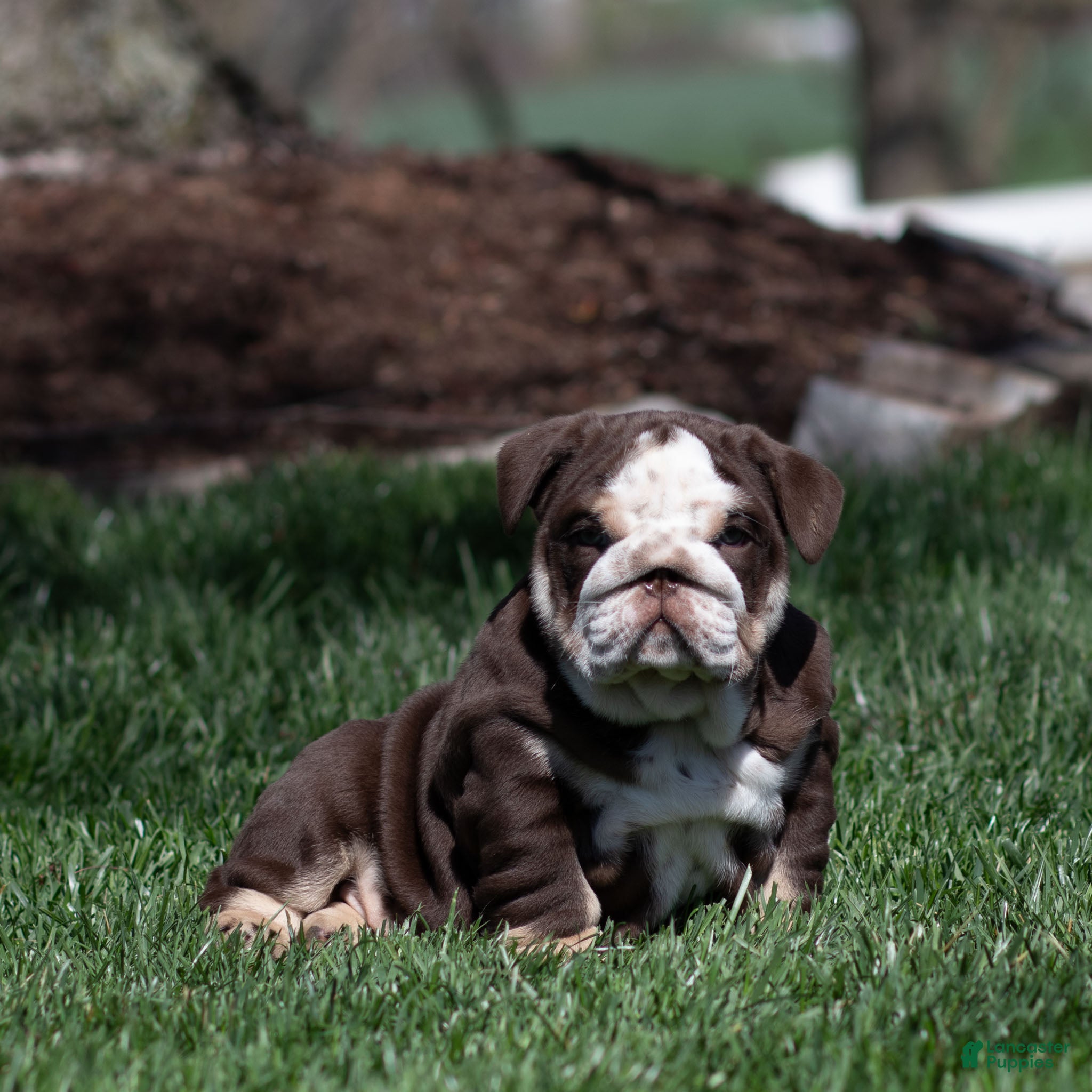 English Bulldog dogs Bruno Breaker English Bulldog Puppy  - Ad 1