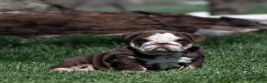 Bruno Breaker English Bulldog Puppy 