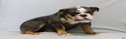 English Bulldog dogs for sale: Darcy - Ad 4
