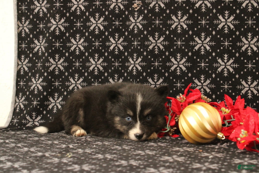 Pomsky dogs for sale: Valerie - Ad 1