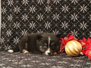 Pomsky dogs Valerie - Ad 40