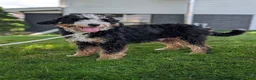 Mini Bernedoodle dogs for sale: Jasper 🐾 🦴 - Ad 16