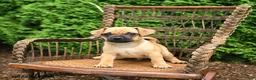 Jug dogs for sale: King - Ad 2