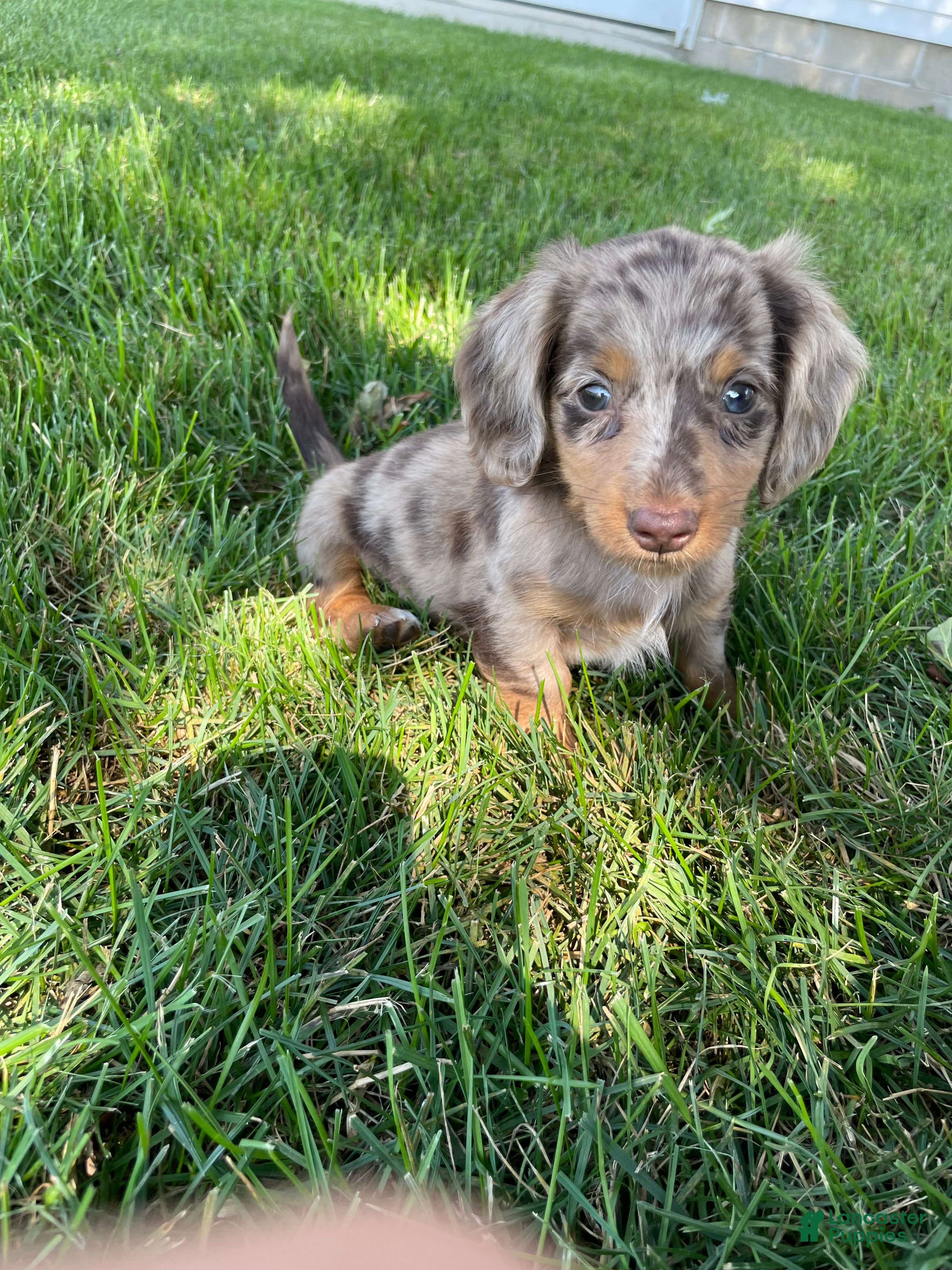 Miniature Dachshund dogs Davy - Ad 1