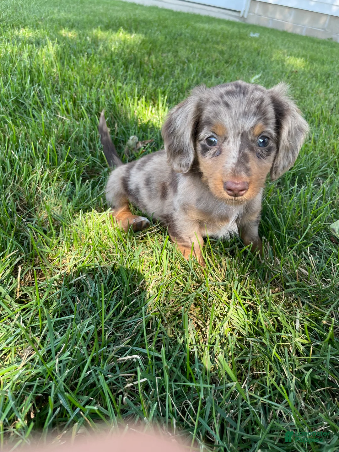 Miniature Dachshund dogs for sale: Davy - Ad 1