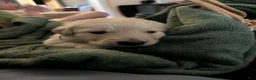 Mixed Breed dogs for sale: Dark Green - Ad 2