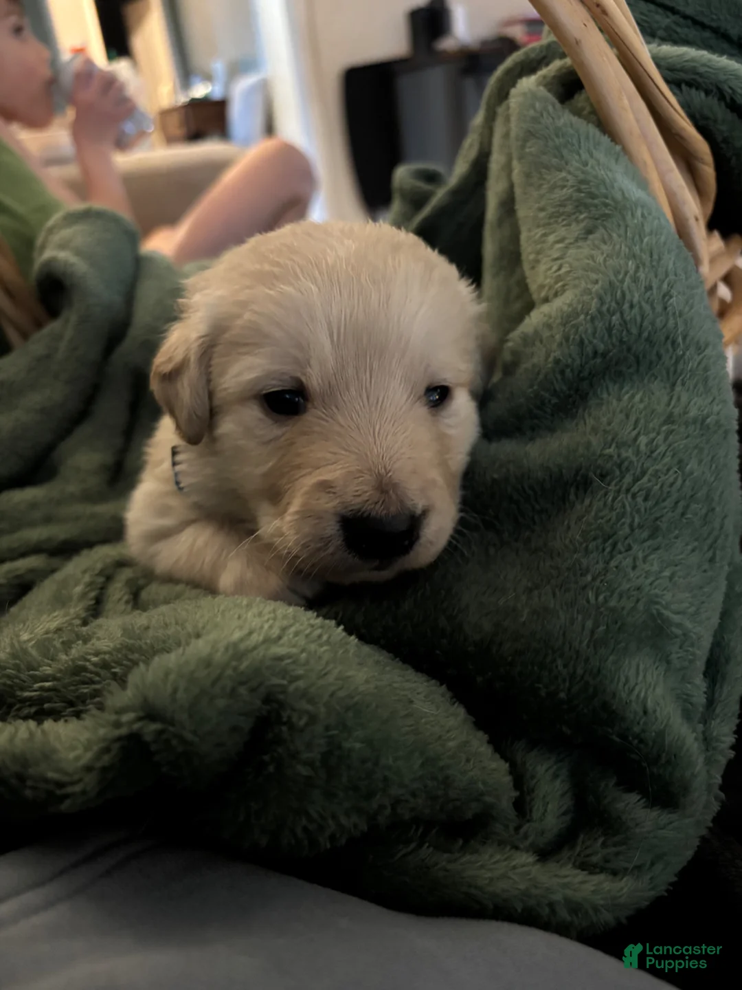 Mixed Breed dogs for sale: Dark Green - Ad 2