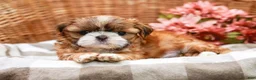Shih Tzu dogs for sale: Arlan - Ad 4