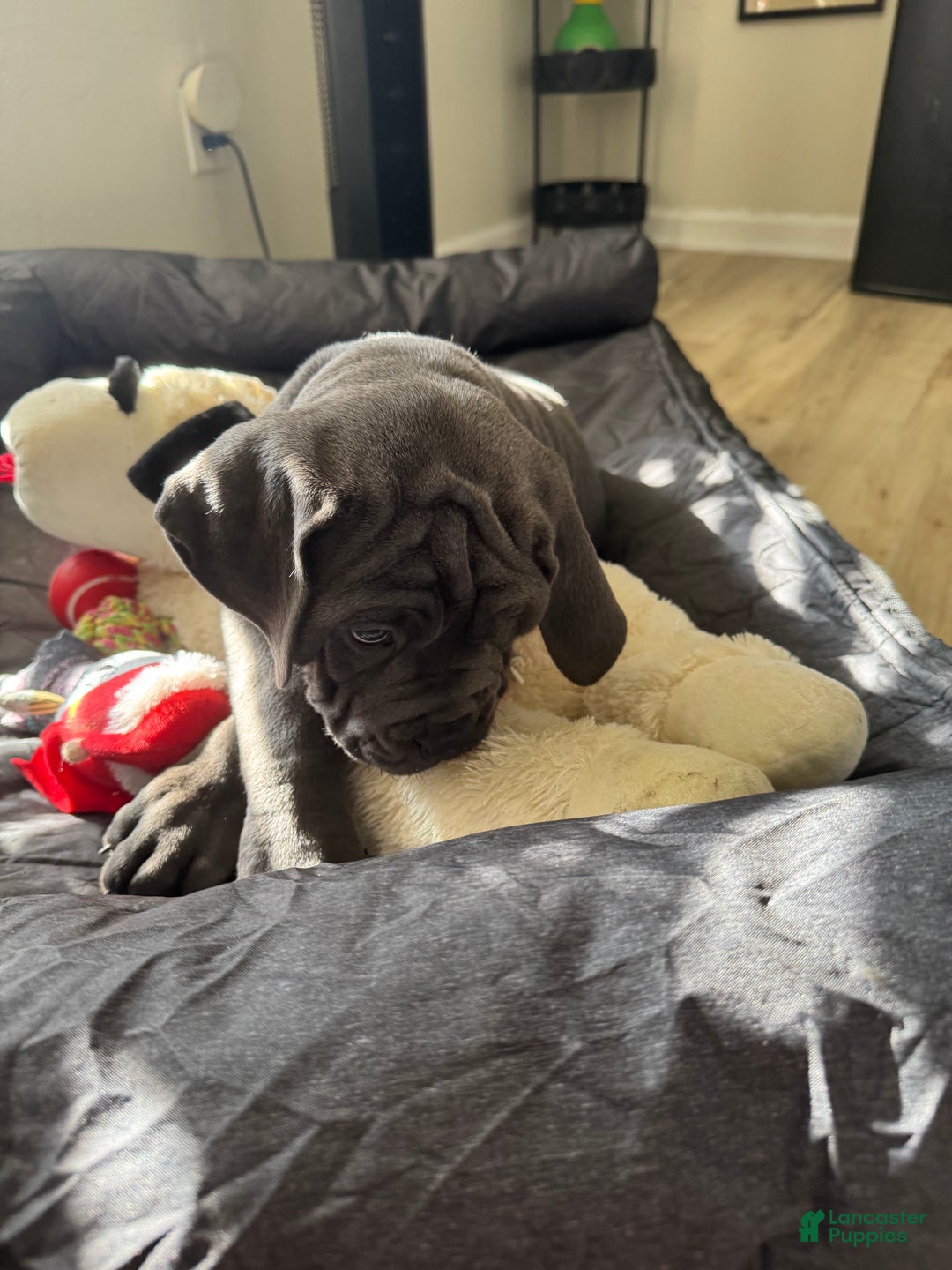 Cane Corso dogs for sale: Draco - Ad 3