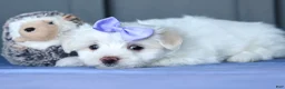Maltese dogs for sale: PENNY - Ad 15