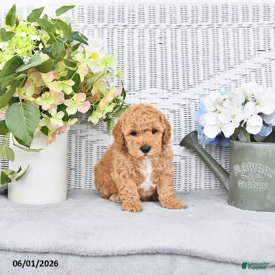 Mini Aussiedoodle dogs for sale: Teddy - Ad 3