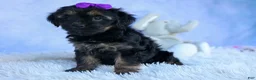 Shorkie dogs for sale: SUSIE - Ad 5