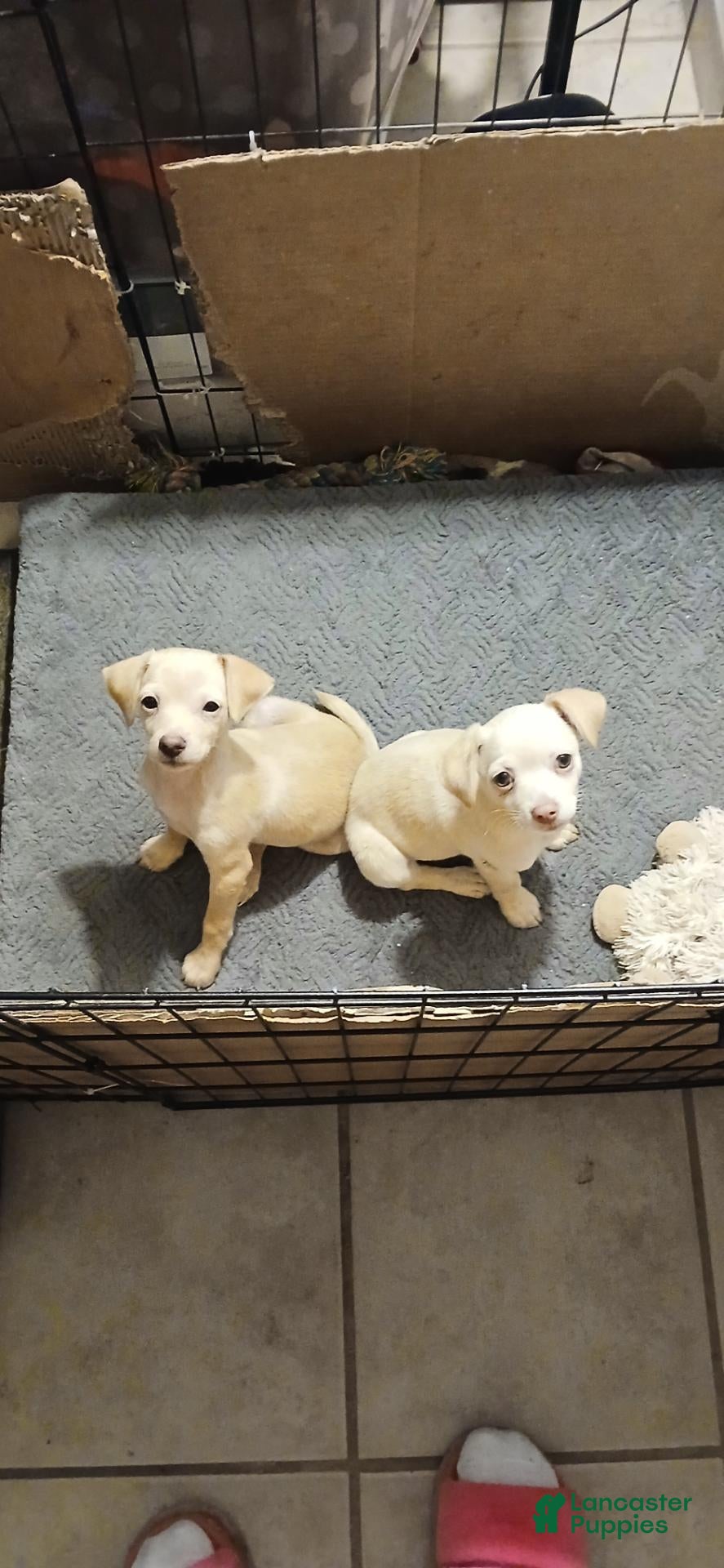 Mixed Breed dogs Mixed Breed 1 - Ad 28