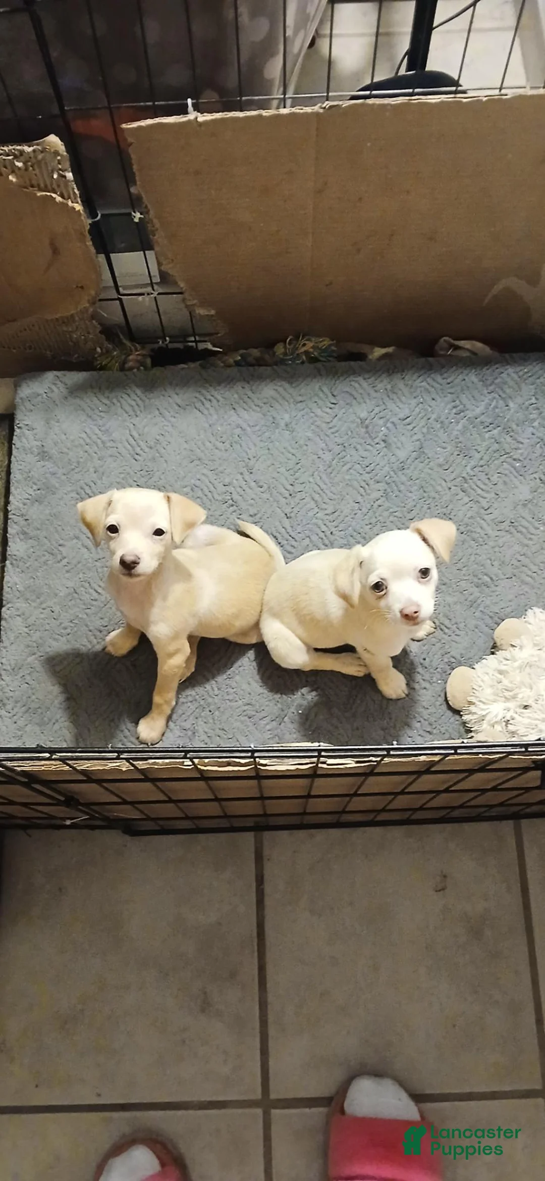 Mixed Breed dogs for sale: Mixed Breed 1 - Ad 1