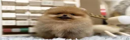 Pomeranian dogs for sale: Joy - Ad 4