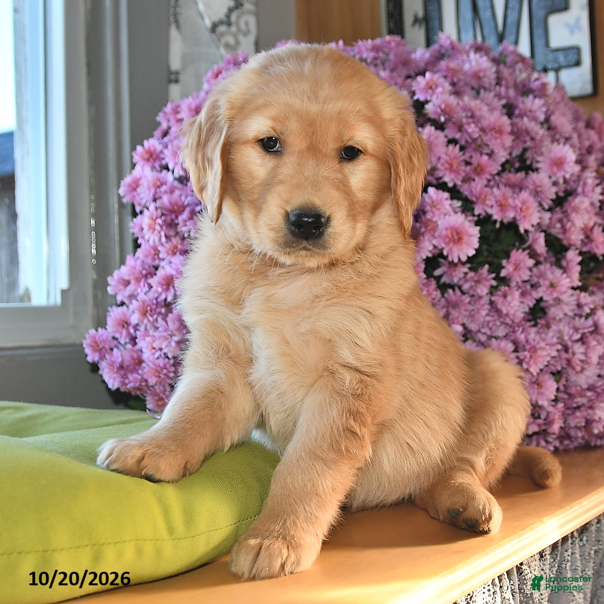 Golden Retriever dogs for sale: Rosie - Ad 2